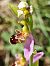 Ophrys apifera © Pere Espinet