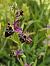 Ophrys fuciflora  - Nina Scheibel