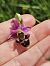 Ophrys fuciflora  - Nina Scheibel