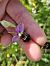Ophrys fuciflora  - Nina Scheibel