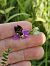 Ophrys fuciflora  - Nina Scheibel