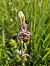 Ophrys fuciflora (Ophrys frelon) © Nina Scheibel