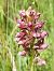 Anacamptis coriophora (Orchis punaise) © Françoise Peyrissat