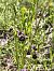 Ophrys fuciflora subsp. souchei  - Richard Fay