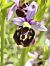 Ophrys fuciflora subsp. souchei  - Richard Fay