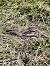 Succiacapre (Caprimulgus europaeus) © Luca Bassetto