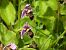 Ophrys scolopax  - Marie-Laure Miège