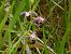 Ophrys scolopax (Ophrys bécasse) © Marie-Laure Miège