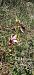 Ophrys drumana  - Bruno Veillet