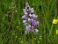 Orchis militaris  - Marie-Laure Miège