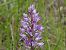 Orchis militaris (Orchis militaire) © Marie-Laure Miège