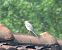 Ballerina bianca (Motacilla alba) © Monica Carabella