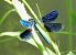 Calopteryx splendens © Ivano Candon