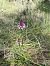 Anacamptis pyramidalis © Pepa Baliu