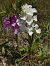 Anacamptis papilionacea var. expansa (Grand Orchis papillon) © Gérard Joseph