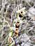 Ophrys fuciflora subsp. druentica - Richard Fay