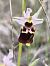 Ophrys fuciflora subsp. druentica - Richard Fay