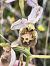 Ophrys fuciflora subsp. druentica  - Richard Fay