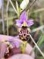 Ophrys fuciflora subsp. druentica  - Richard Fay