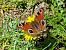 Peacock (Aglais io) © Jana Marco