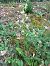 Platanthera chlorantha  - Guillem Bagaria