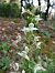 Platanthera chlorantha © Guillem Bagaria
