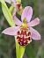 Ophrys apifera var. saraepontana  - Virgile Gazzaniga