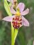 Ophrys apifera var. saraepontana  - Virgile Gazzaniga