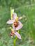 Ophrys apifera var. saraepontana  - Virgile Gazzaniga