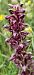 Anacamptis coriophora 