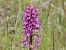 Orchis militaris (Orchis militaire) © Marie-Laure Miège
