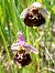 Ophrys fuciflora  - Bernard Sonnerat