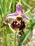 Ophrys fuciflora (Ophrys frelon) © Bernard Sonnerat