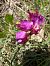 Anacamptis papilionacea  - Philippe Creuly