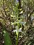 Platanthera bifolia  - Pep Sole