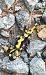 Salamandra pezzata (Salamandra salamandra) © Daniele Baroni