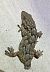 Moorish Gecko (Tarentola mauritanica) © Ivano Candon
