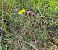 Ophrys indet. group. bertoloni  - Benjamin Kabouche