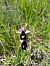 Ophrys indet. group. bertoloni  - Benjamin Kabouche