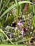 Ophrys bertolonii © Antonio Mazzone