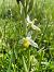 Ophrys apifera f. chlorantha (Ophrys abeille pâle) © Erwan Leherisse