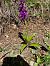 Orchis ovalis (Orchis superbe) © Olivier Chevillon
