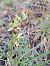 Ophrys aranifera  - Laurent Mazet