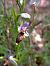 Ophrys fuciflora subsp. druentica  - Emmanuel Cosson