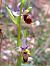 Ophrys fuciflora subsp. druentica  - Emmanuel Cosson