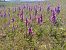 Anacamptis papilionacea var. expansa (Grand Orchis papillon) © Gérard Joseph