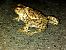 Rospo comune (Bufo bufo) © Erika Mero