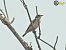 Stiaccino (Saxicola rubetra) © Mario Paloni
