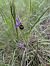 Ophrys fuciflora (Ophrys frelon) © Oriane Arnaud