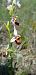 Ophrys fuciflora subsp. demangei (Ophrys de Demange) © Bruno Durbin